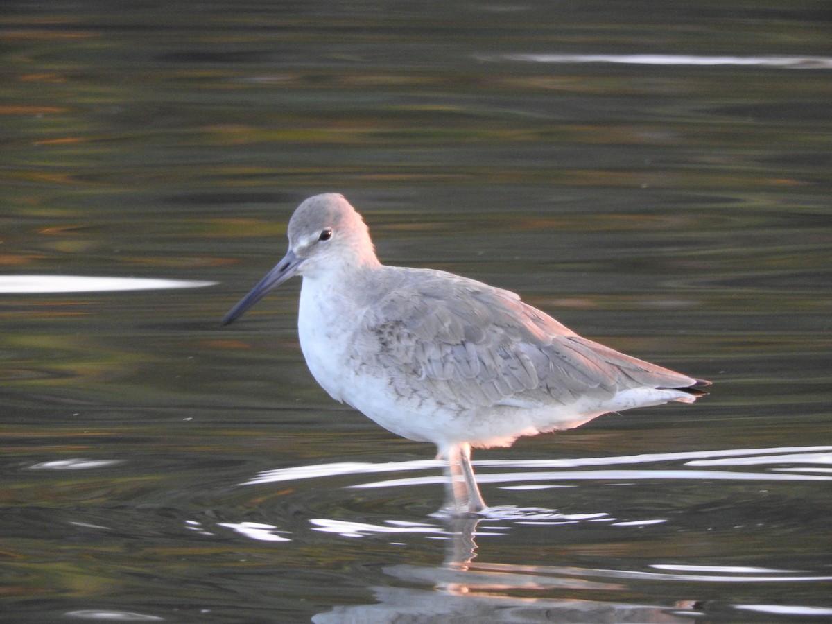 Willet - ML141710591