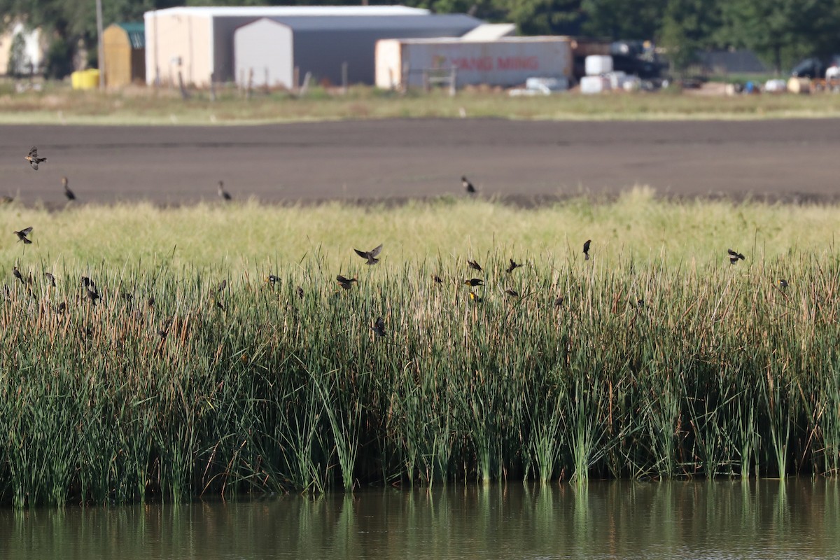 Yellow-headed Blackbird - ML141710611