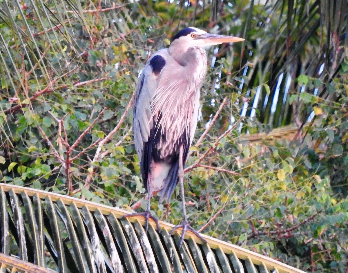 Great Blue Heron - ML141710631