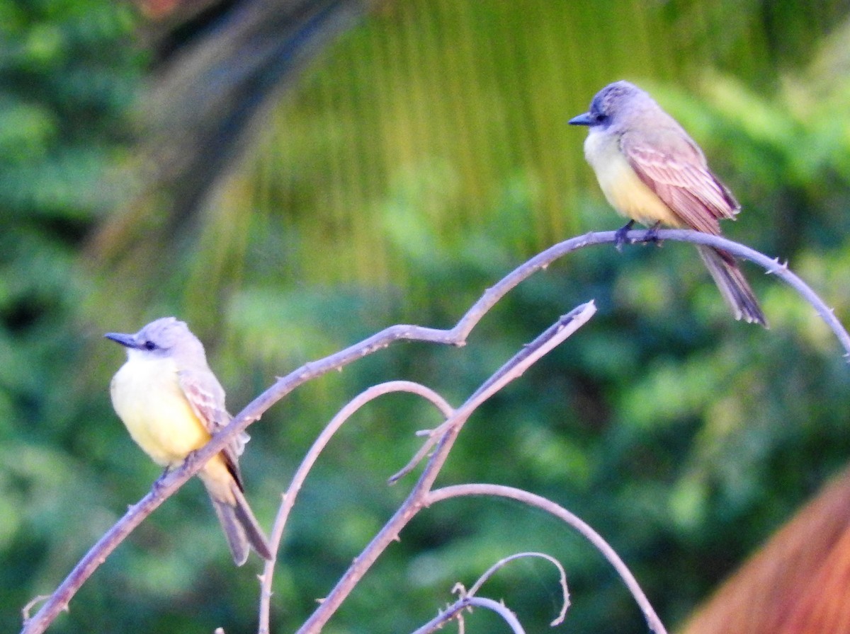 Tropical Kingbird - Luis  Morales