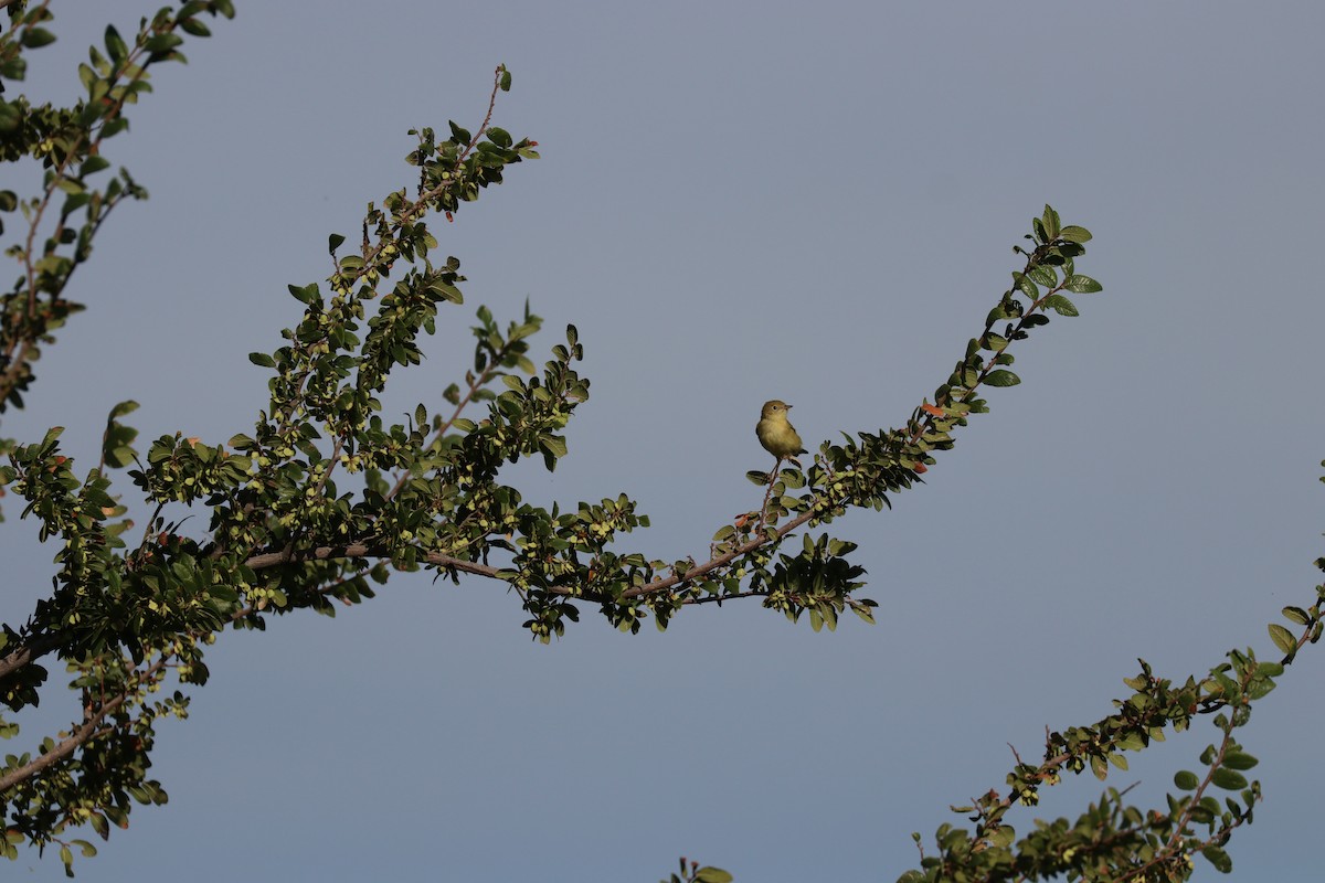 Yellow Warbler - ML141710671