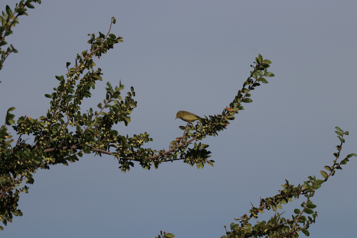 Yellow Warbler - ML141710681