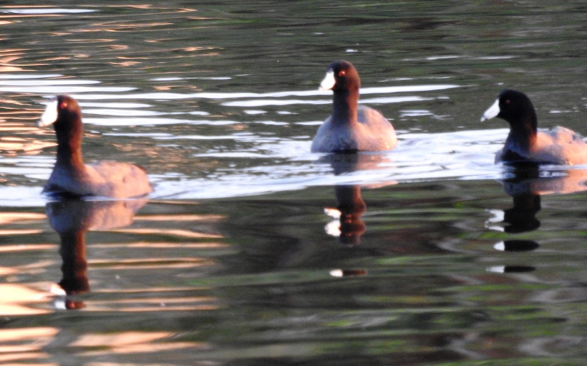 American Coot - ML141710701