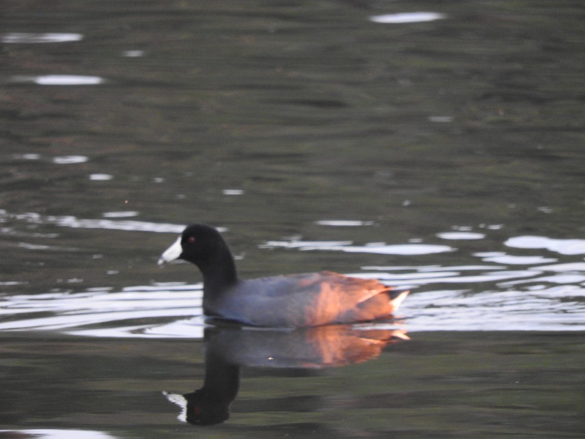 American Coot - ML141710731