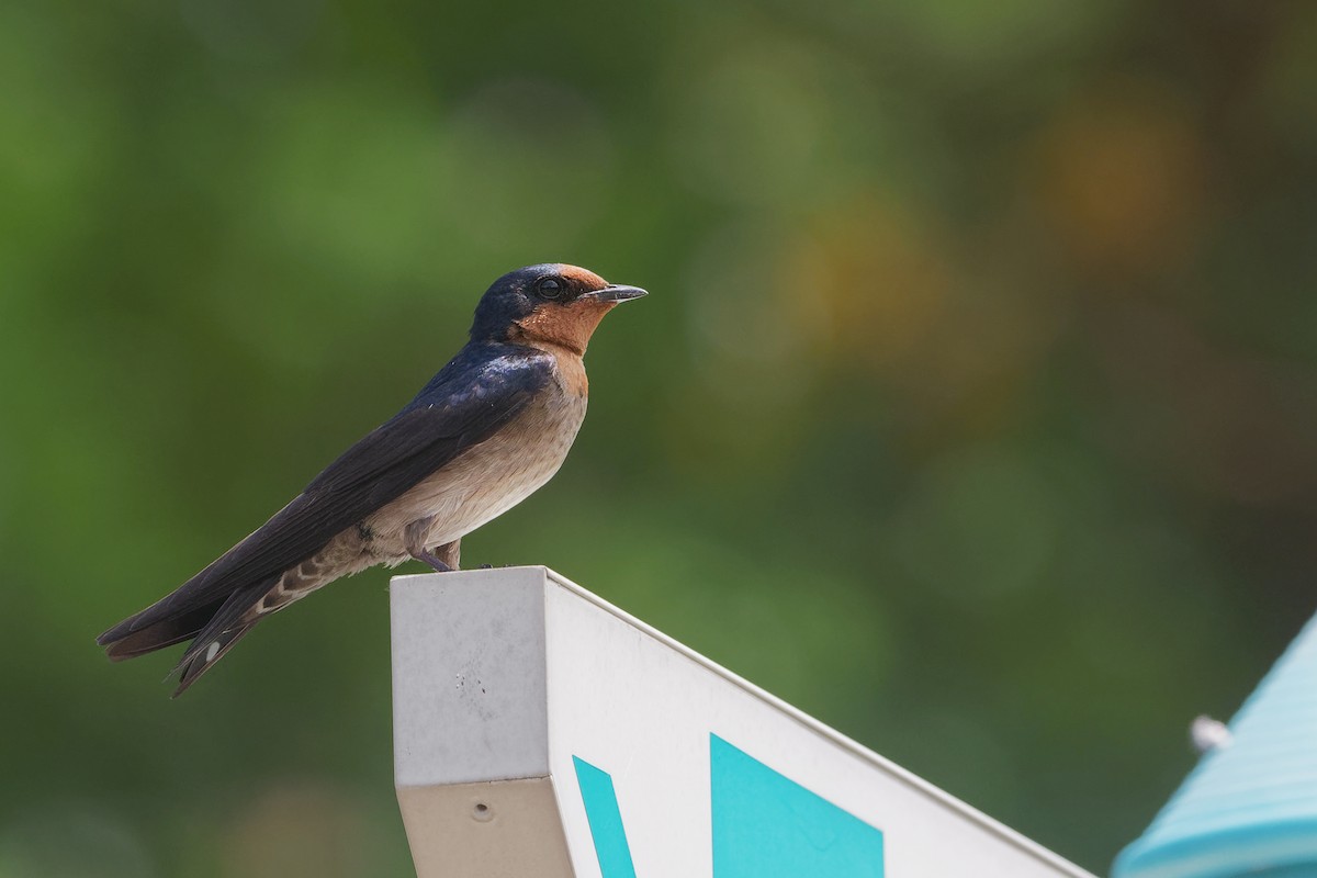 Pacific Swallow - ML141710831