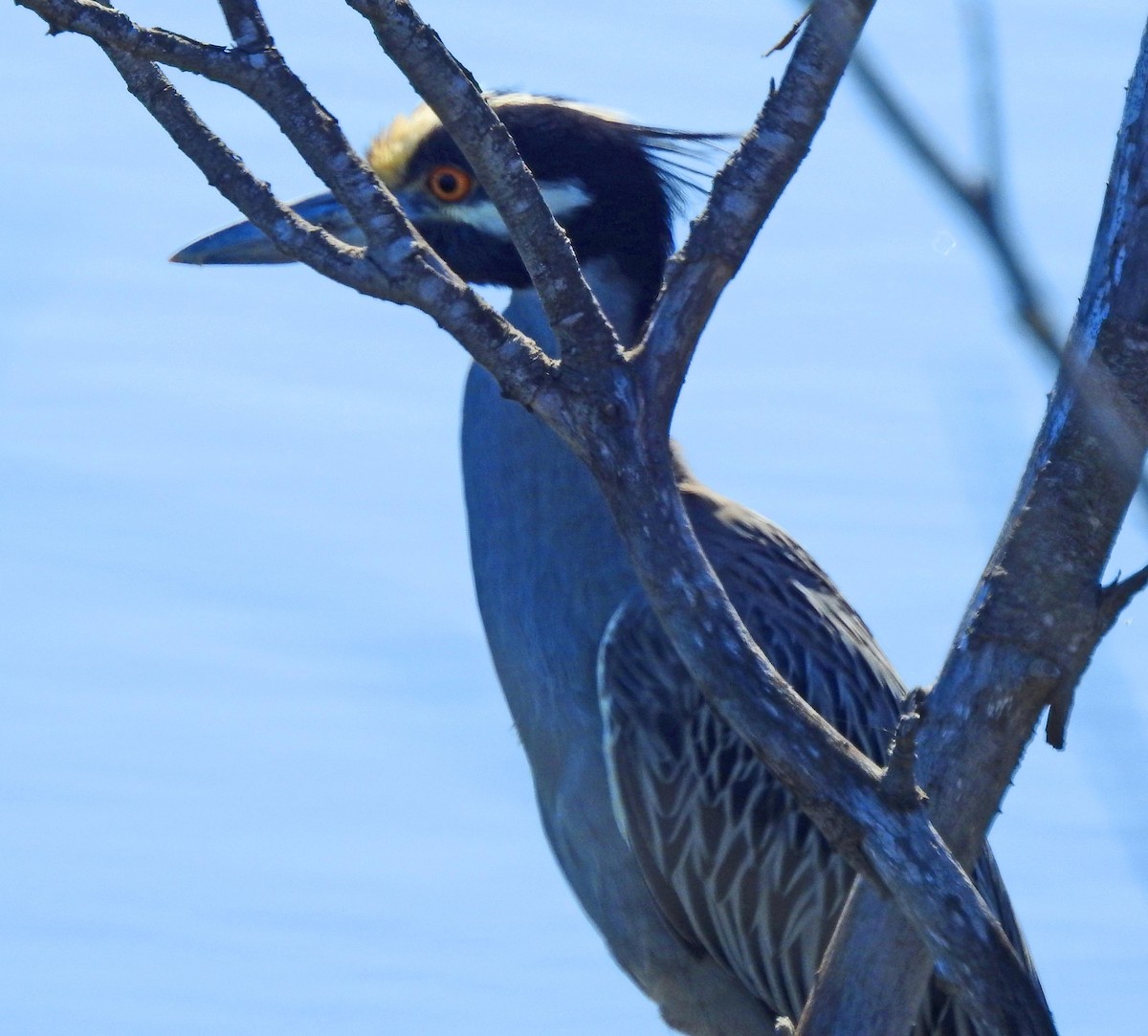 Yellow-crowned Night Heron - lynda fenneman