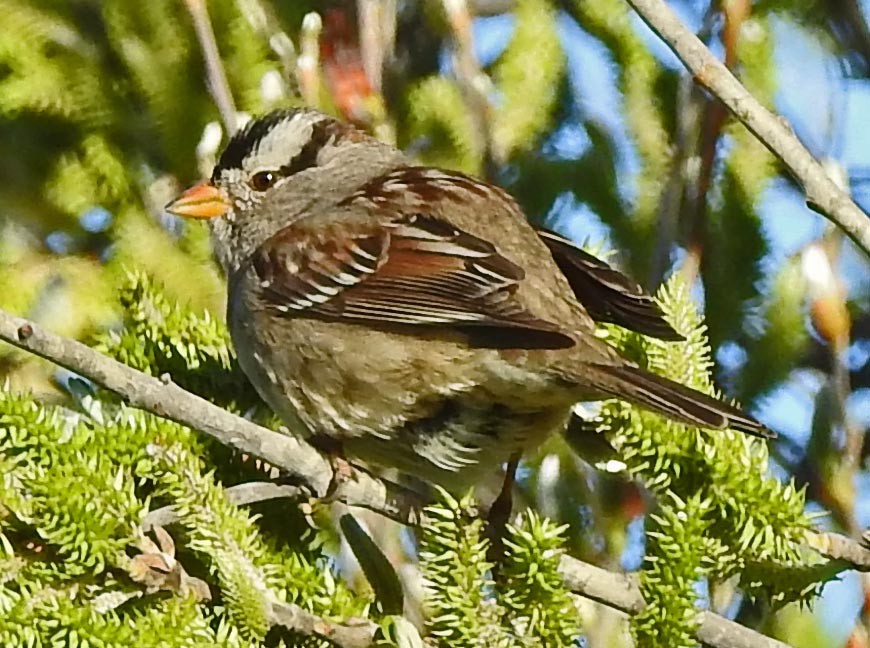 White-crowned Sparrow - lynda fenneman