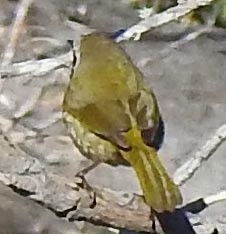 Common Yellowthroat - ML141711401