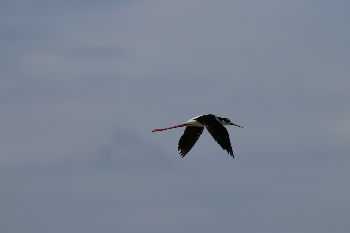 Black-necked Stilt - ML141711431