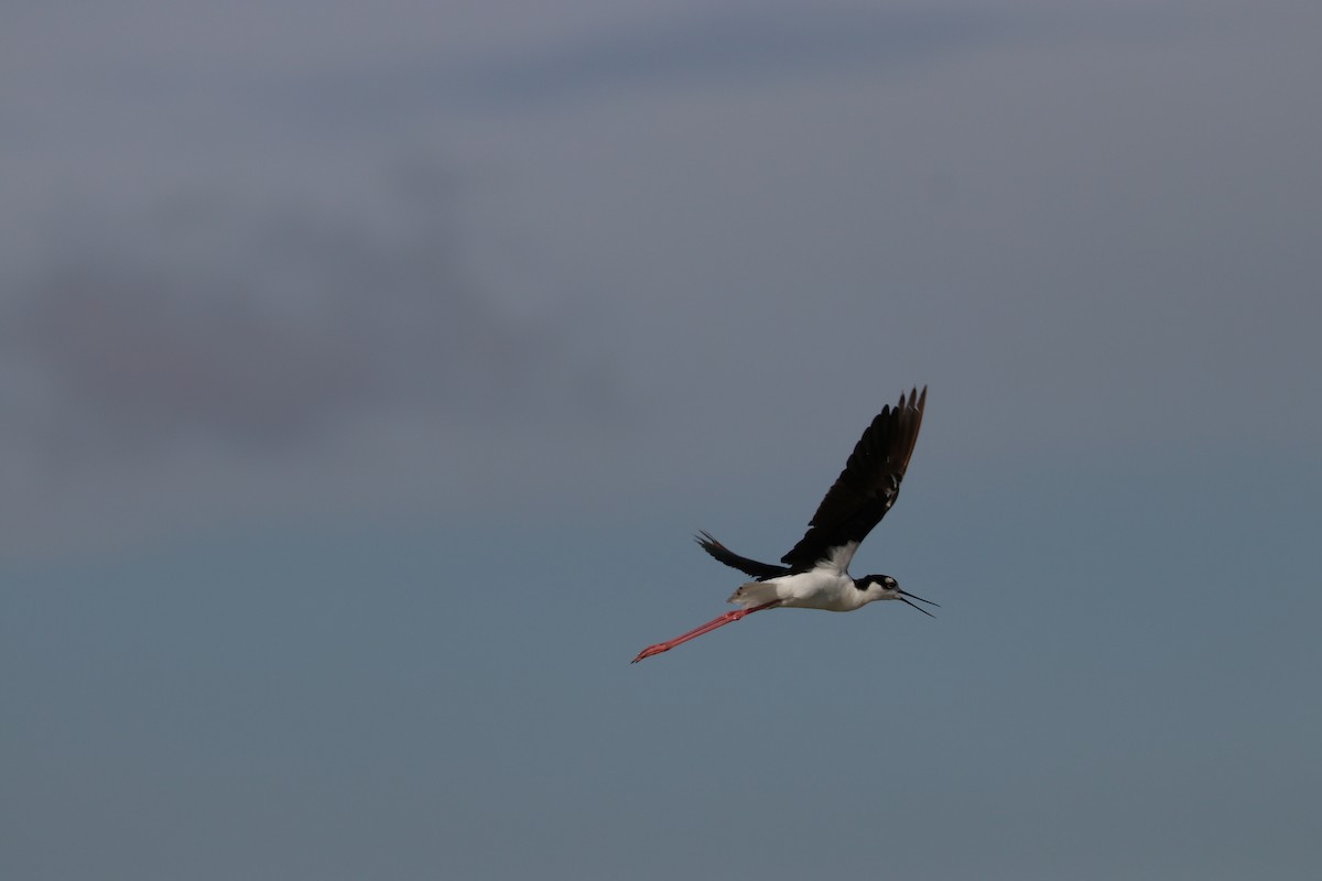 Black-necked Stilt - ML141711441