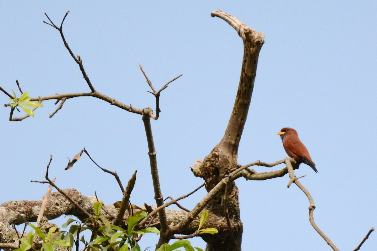 Blue-throated Roller - ML141711541