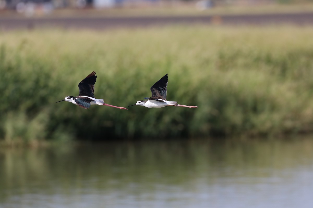 Black-necked Stilt - ML141711561