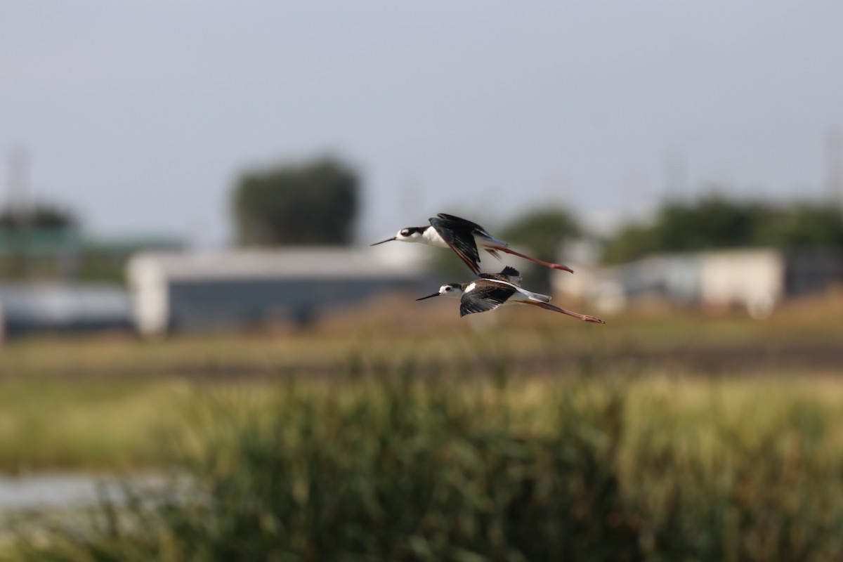 Black-necked Stilt - ML141711591