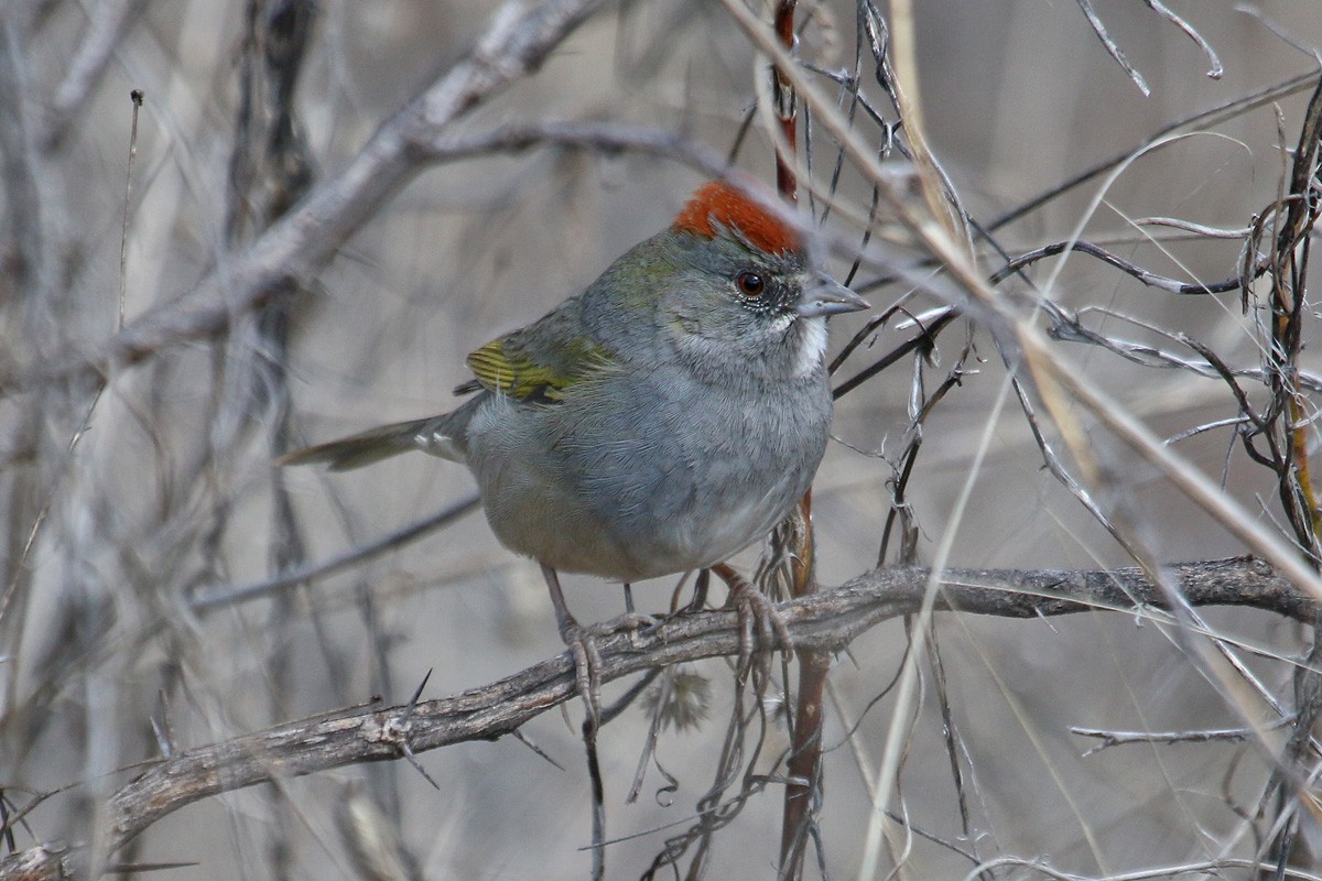 Green-tailed Towhee - ML141711621