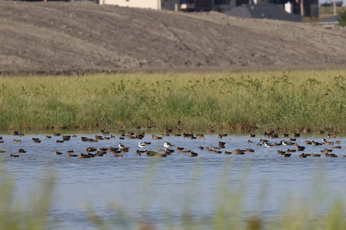 Blue-winged Teal - ML141711761