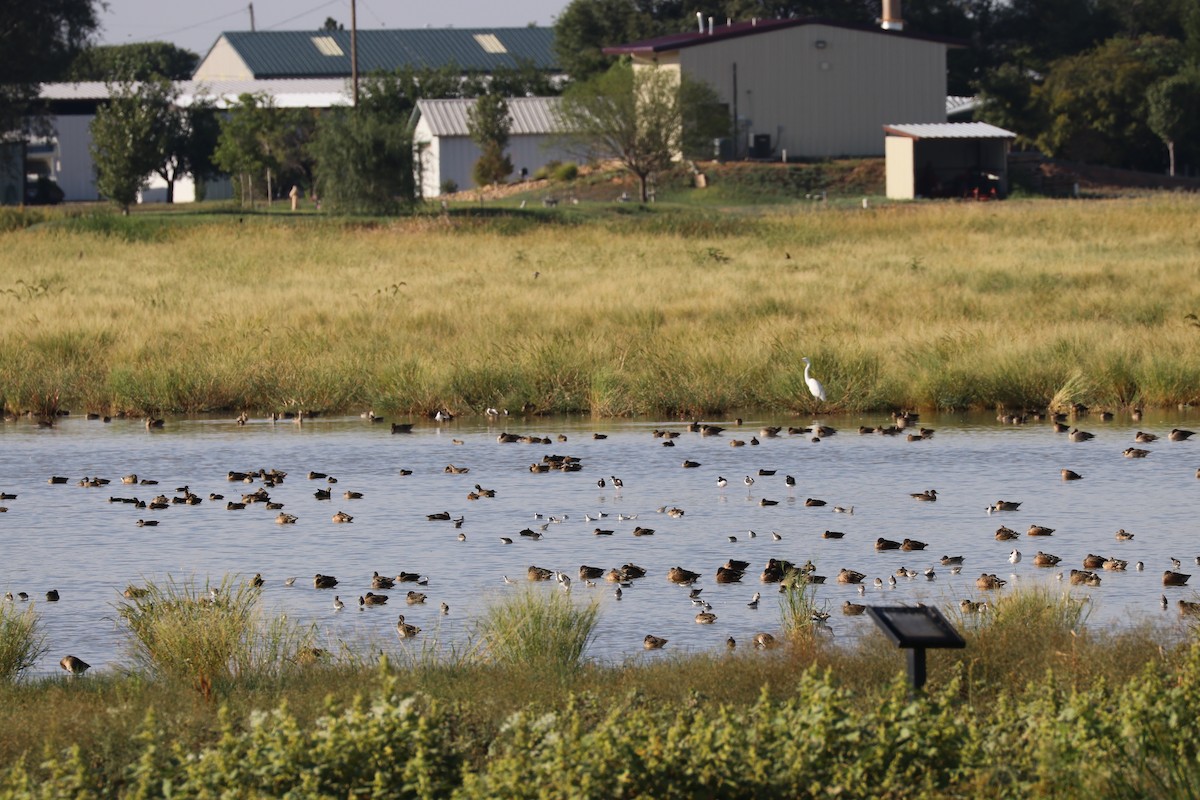 Blue-winged Teal - ML141712041