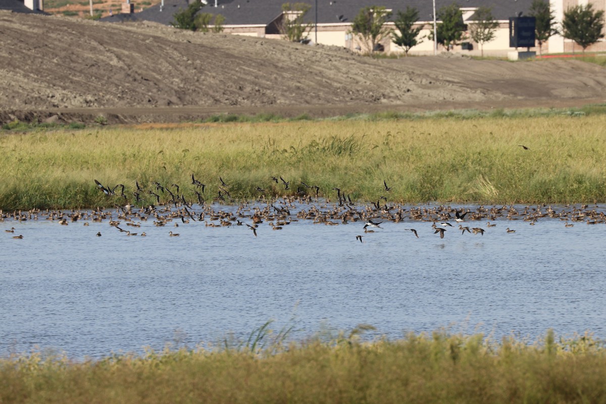 Blue-winged Teal - ML141712411