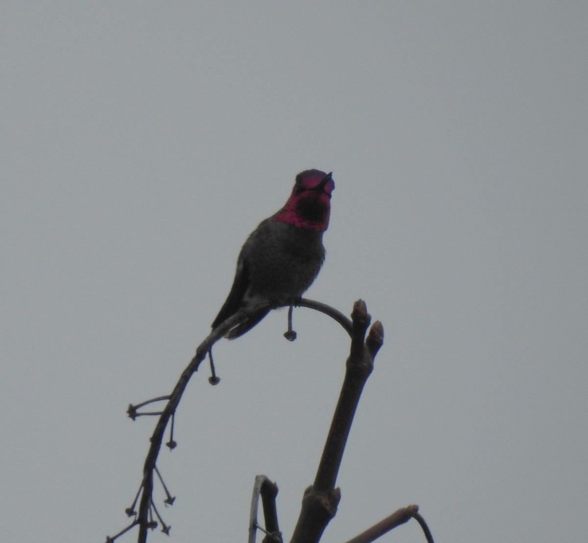 Anna's Hummingbird - ML141712721