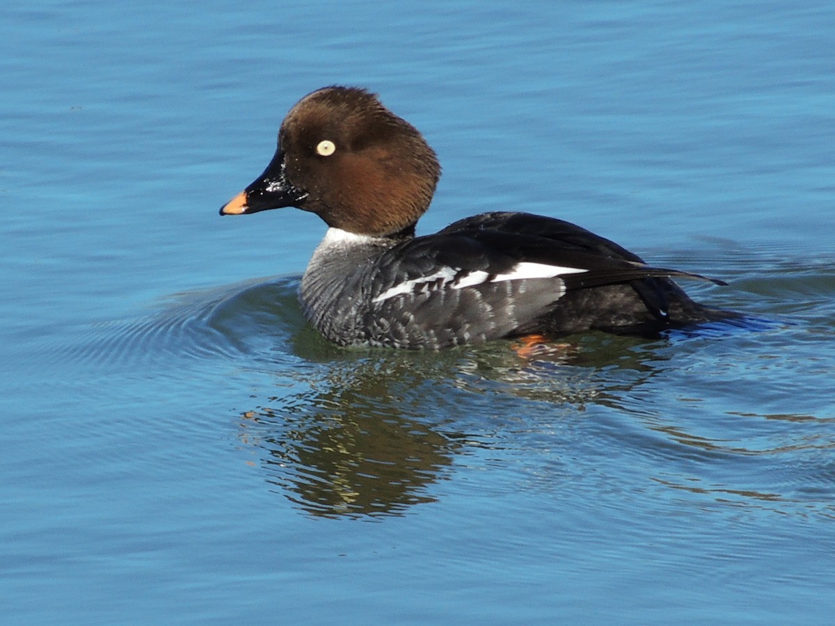 Common Goldeneye - ML141713431