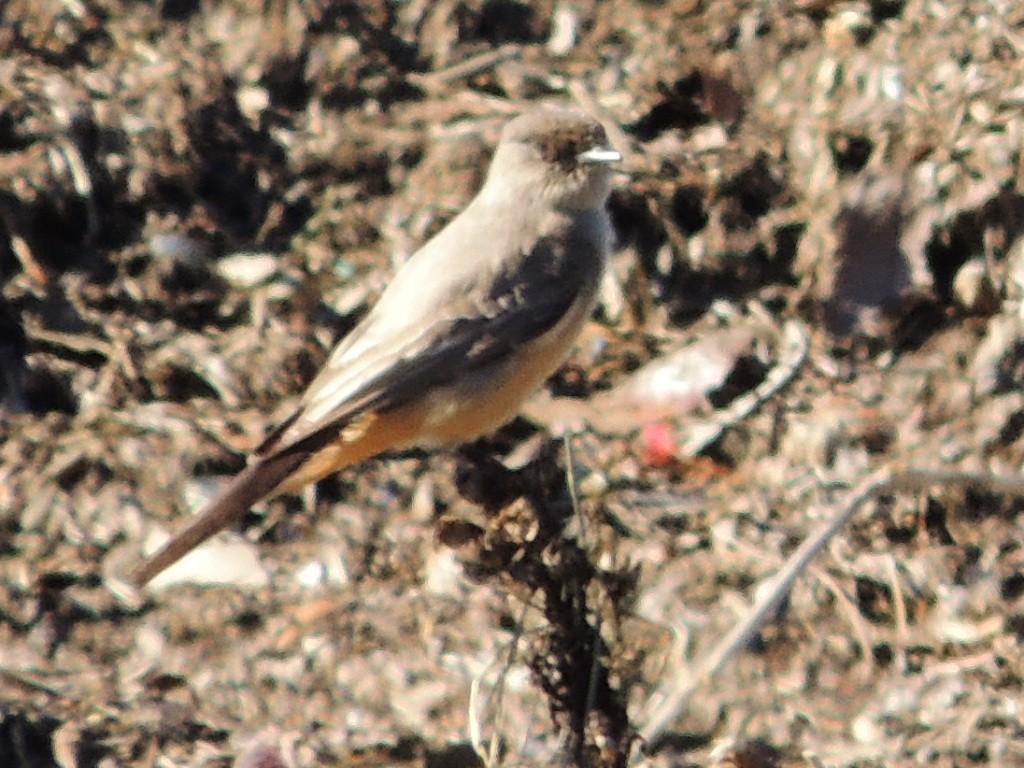 Say's Phoebe - Mike Hall