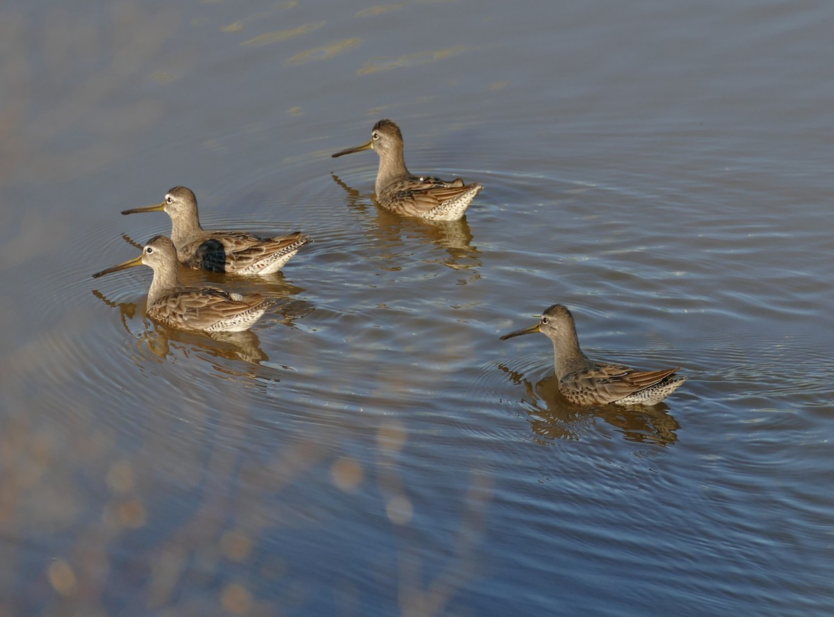 langnebbekkasinsnipe - ML141713741