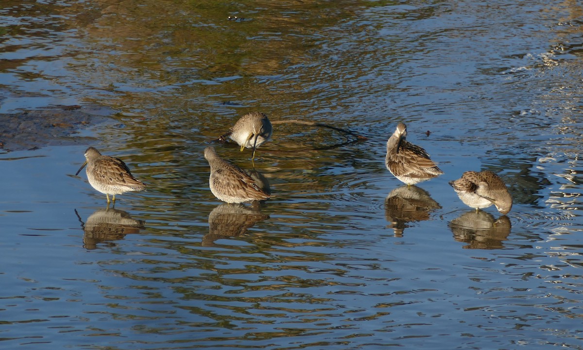 Long-billed Dowitcher - Kitty ONeil