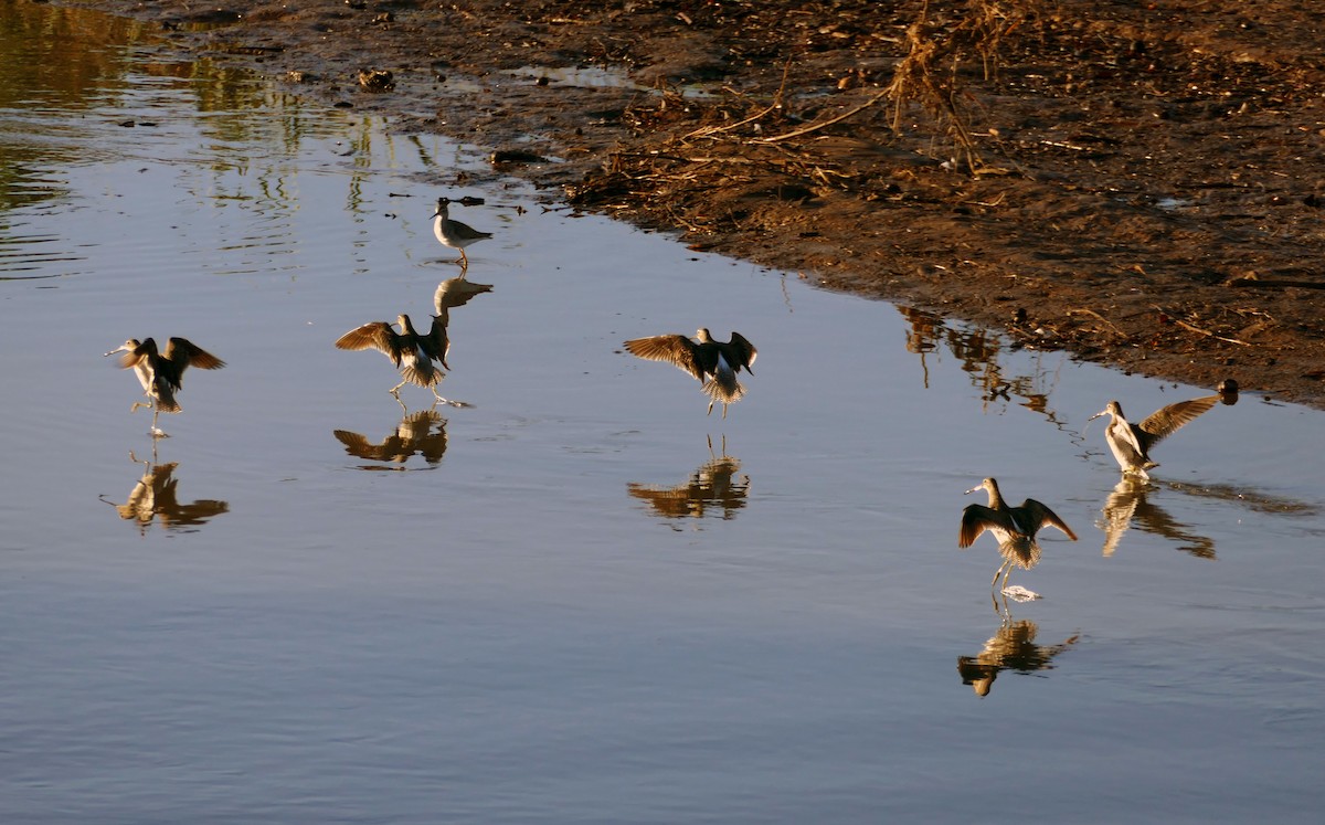 Long-billed Dowitcher - Kitty ONeil