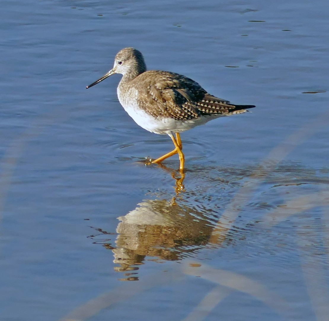 Greater Yellowlegs - ML141713831