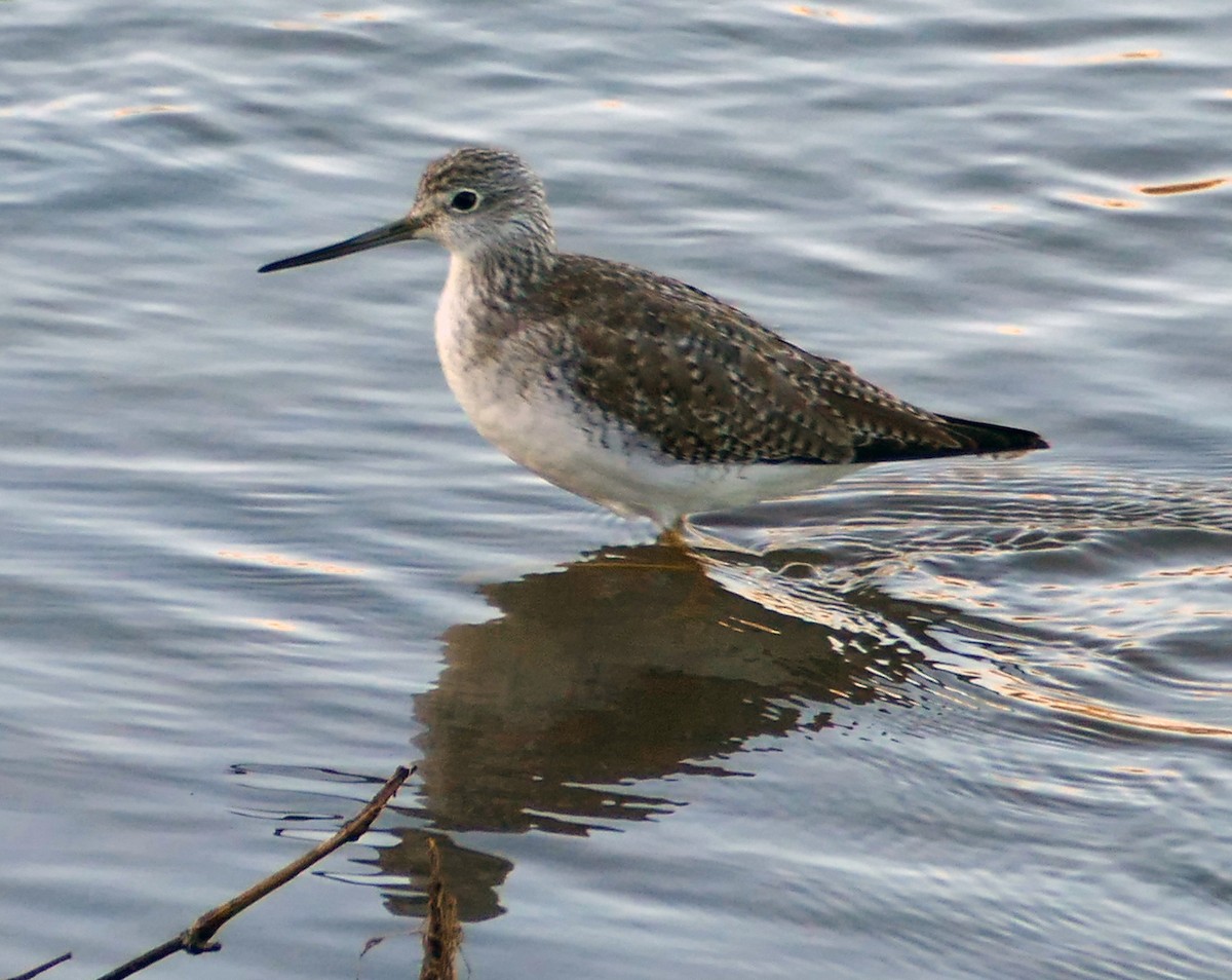 Greater Yellowlegs - ML141713841