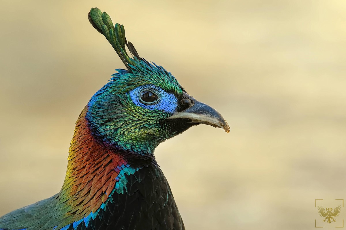 Himalayan Monal - ML141715061