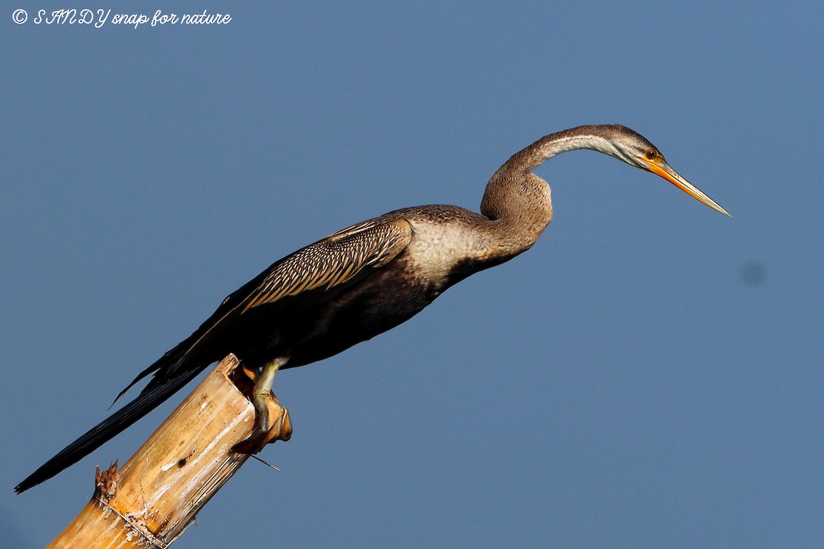 anhinga indomalajská - ML141715351