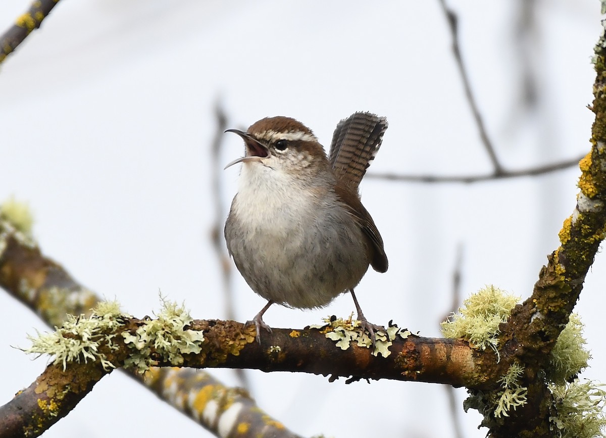 Bewick's Wren - ML141715391