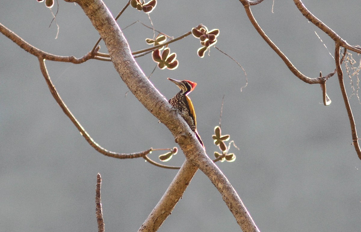 Greater Flameback - ML141716111