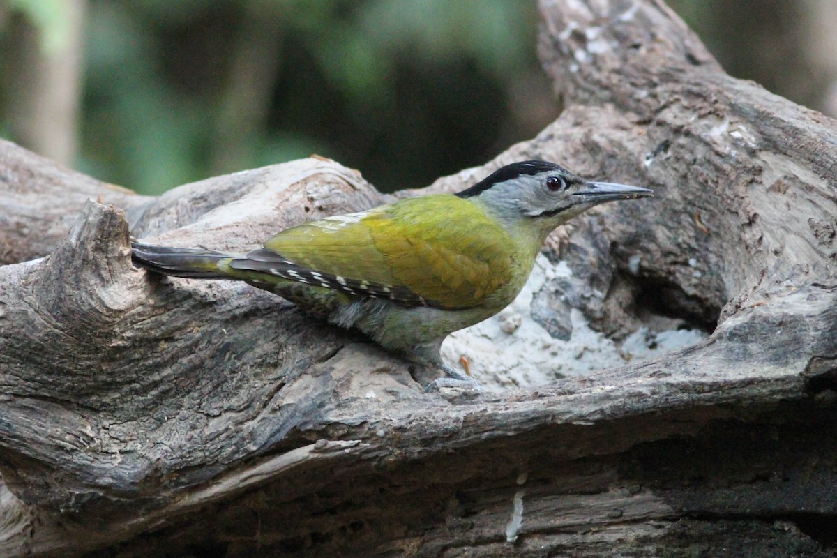 Gray-headed Woodpecker - Paul Hyde