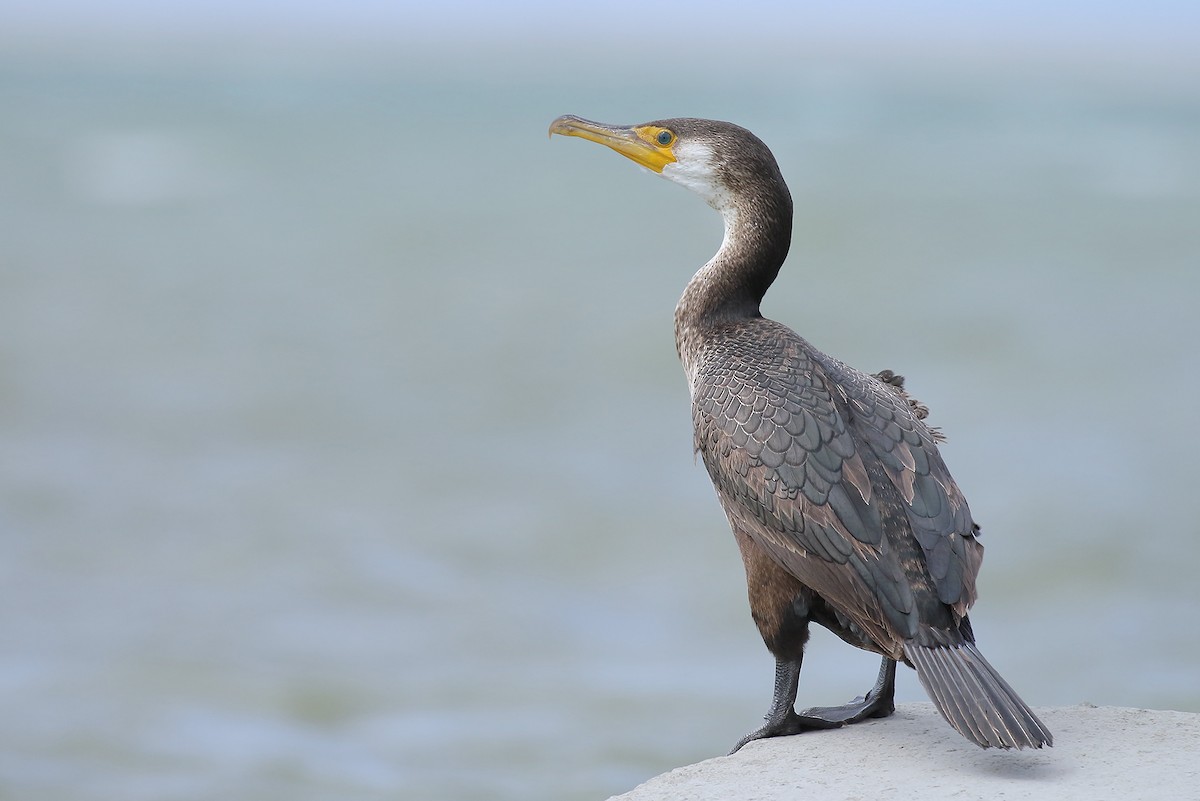 Japanese Cormorant - ML141716611