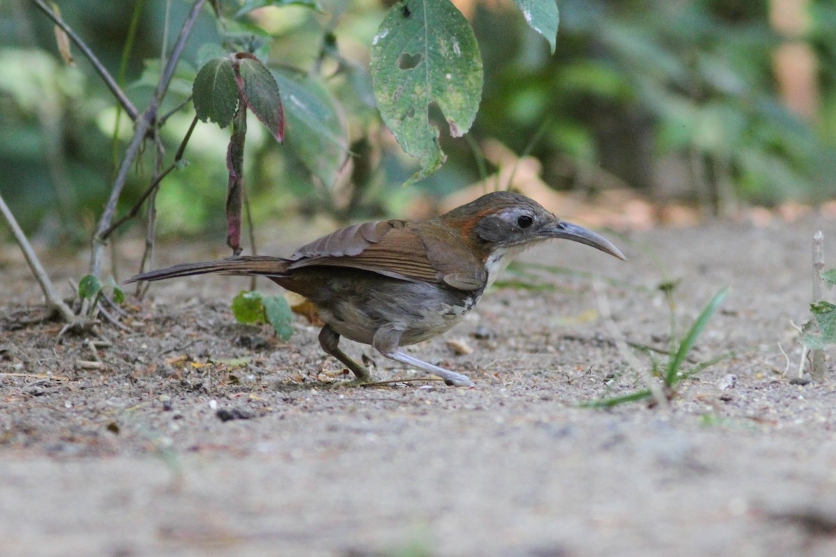 Large Scimitar-Babbler - ML141716991