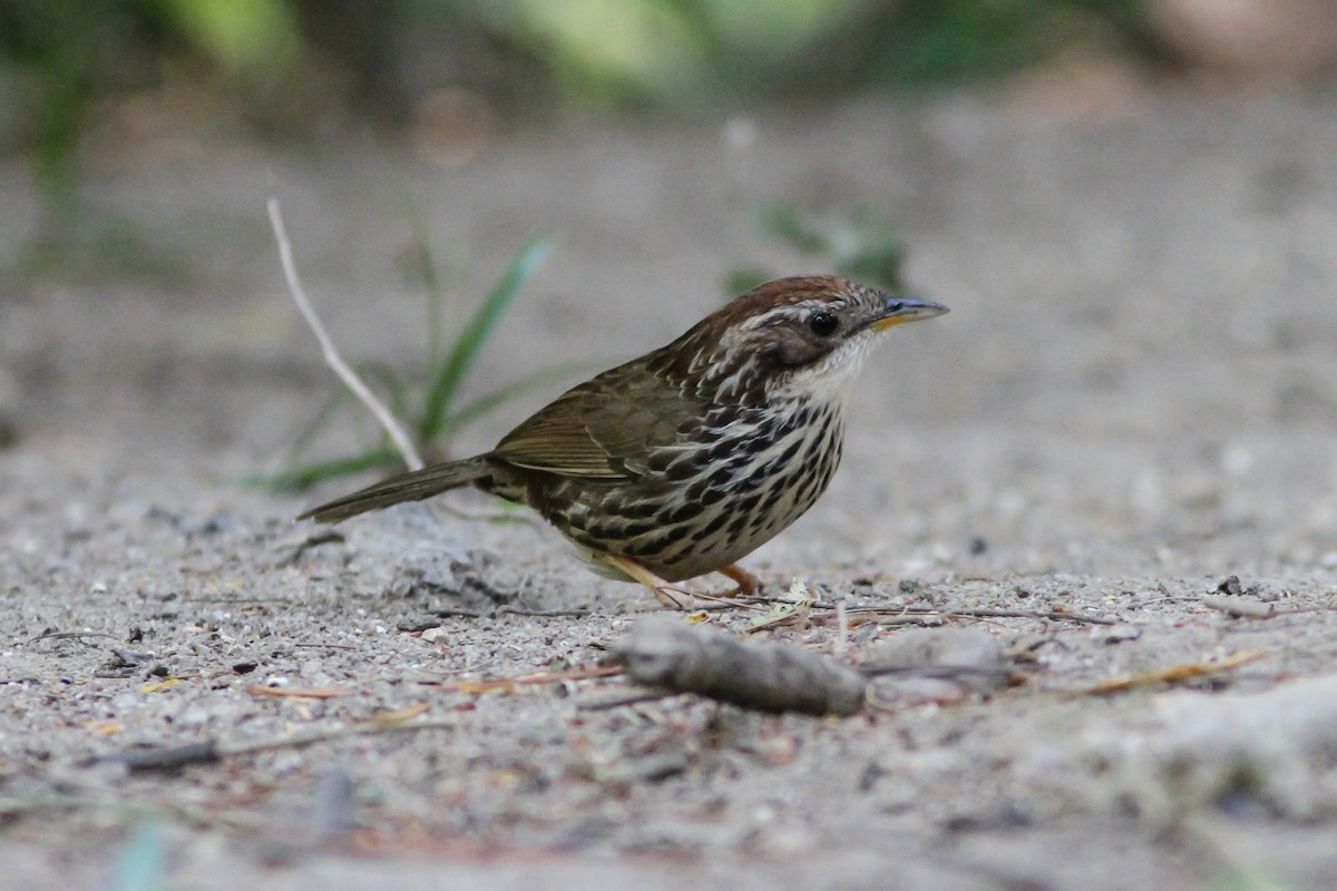 Puff-throated Babbler - Paul Hyde