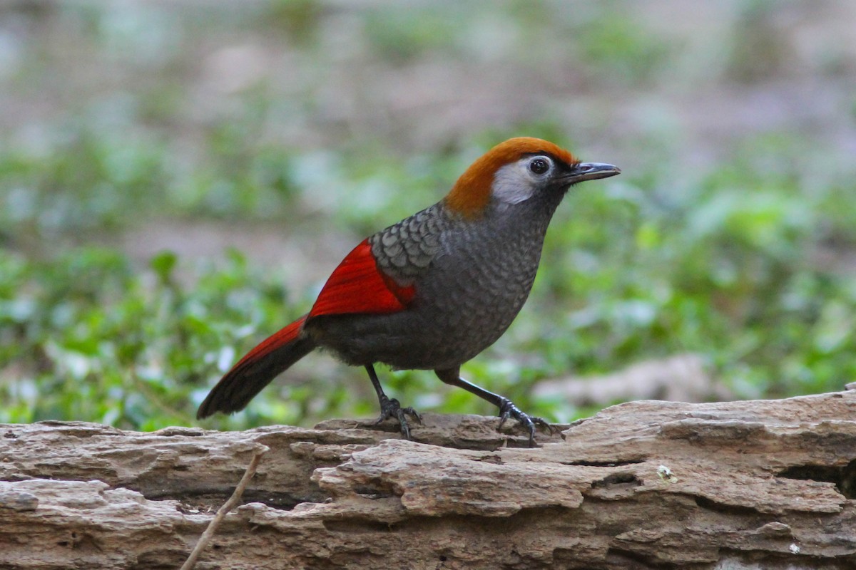 Red-tailed Laughingthrush - Paul Hyde