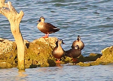 Eastern Spot-billed Duck - Piming Kuo