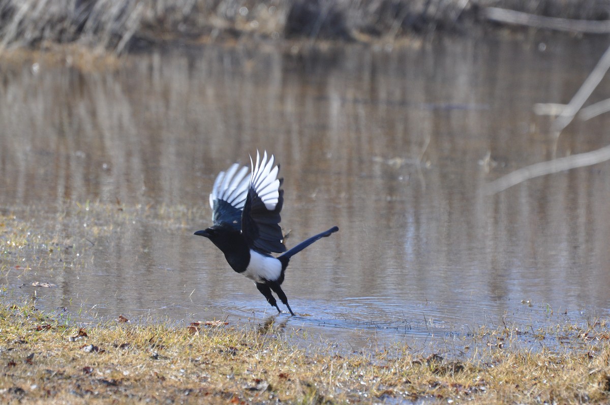 Black-billed Magpie - ML141717711