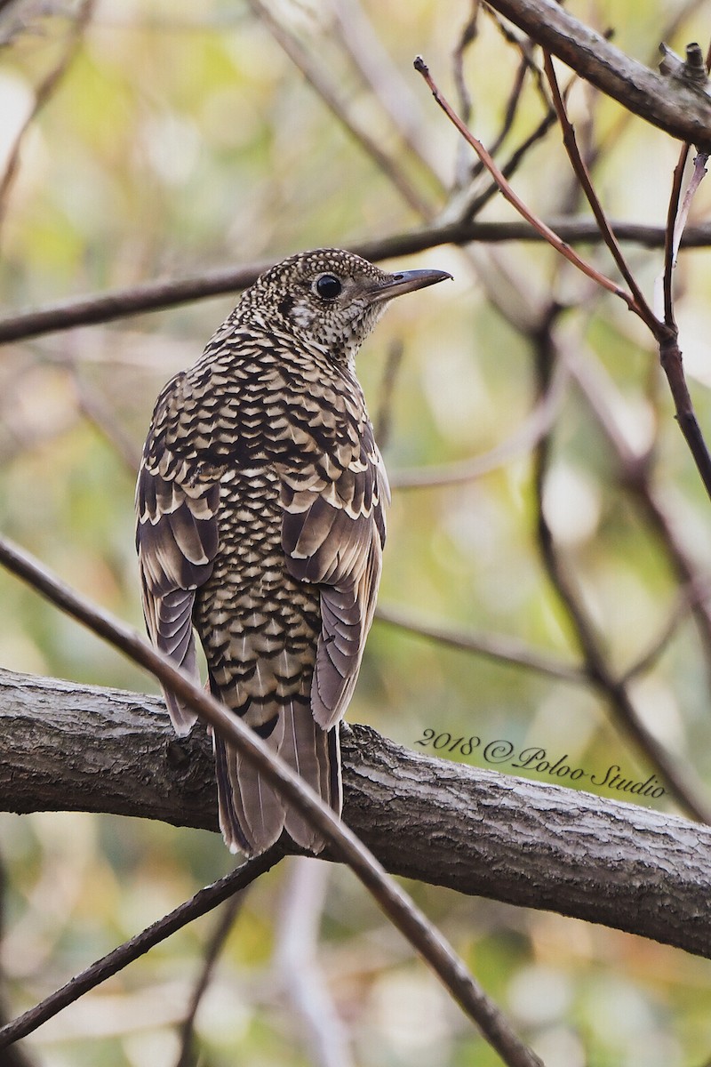 White's Thrush - Wei Yan