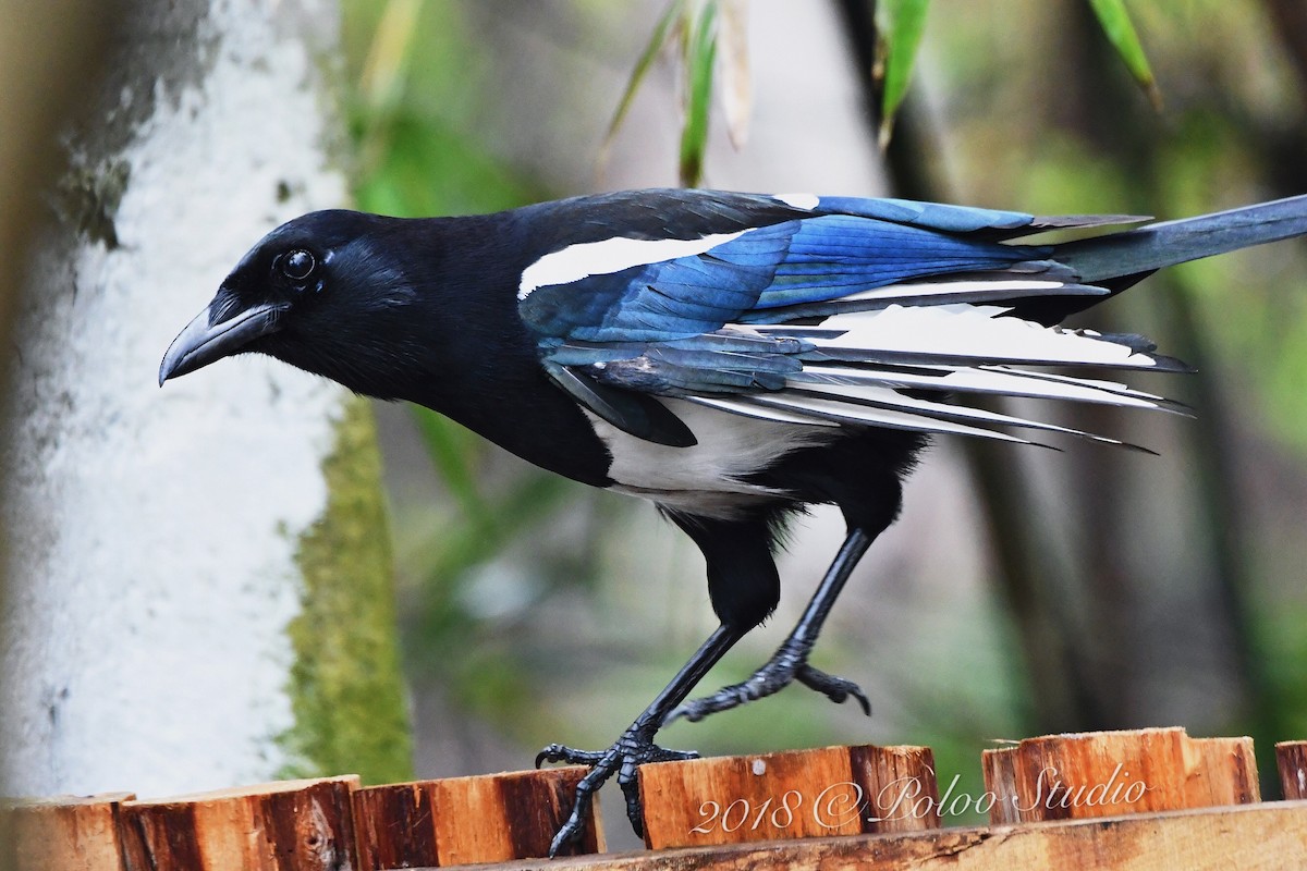 Oriental Magpie - ML141718201