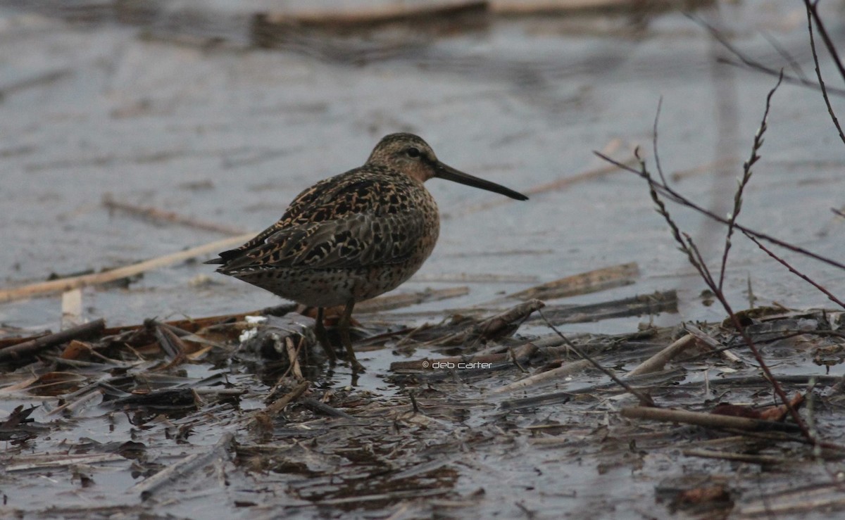 Short-billed Dowitcher - ML141718291