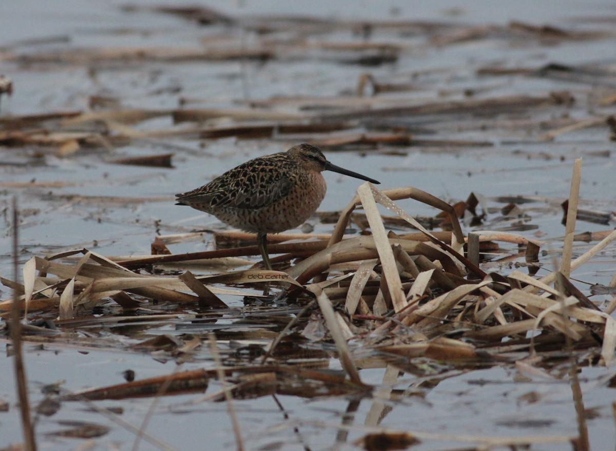 Short-billed Dowitcher - ML141718301