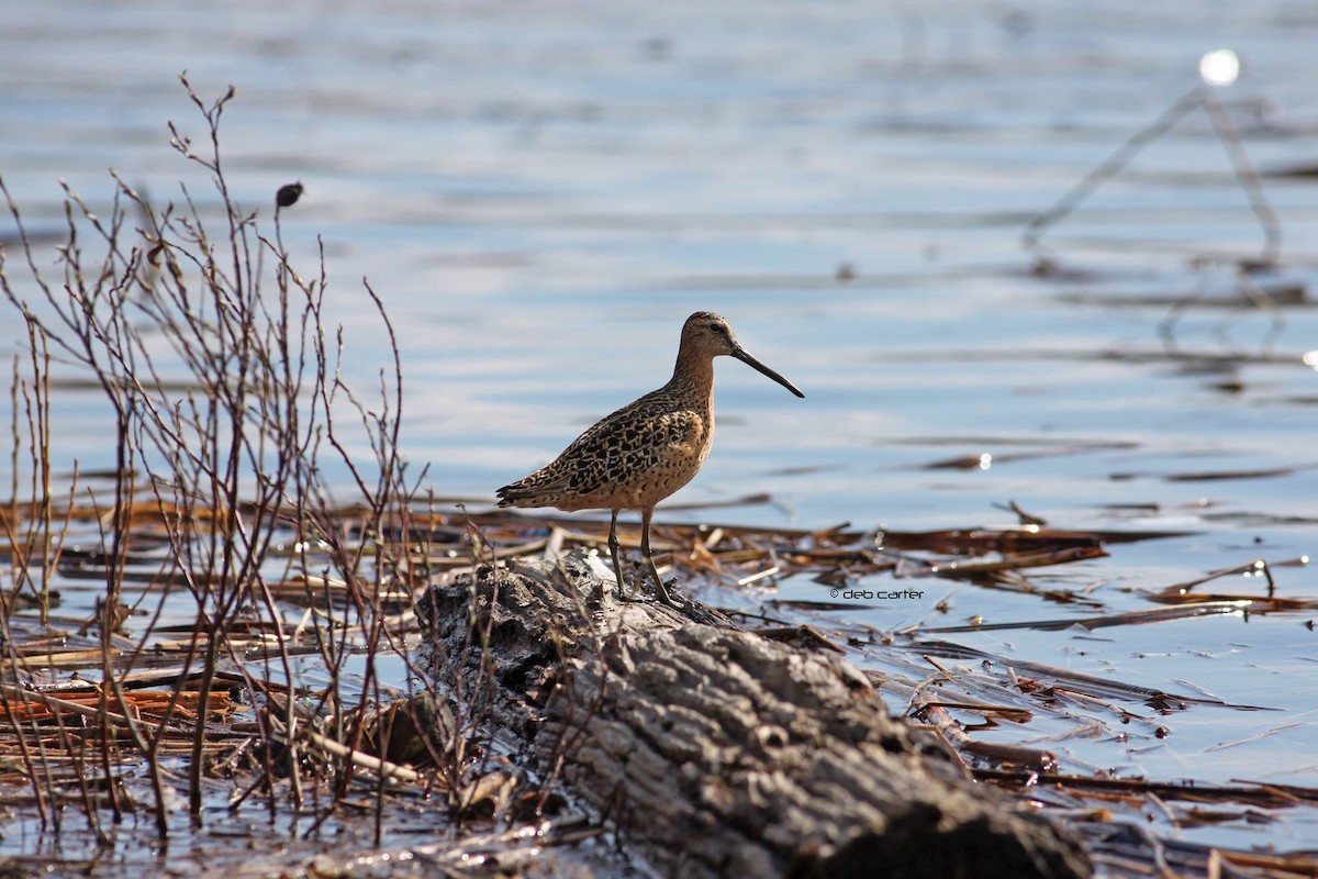 Short-billed Dowitcher - ML141718621