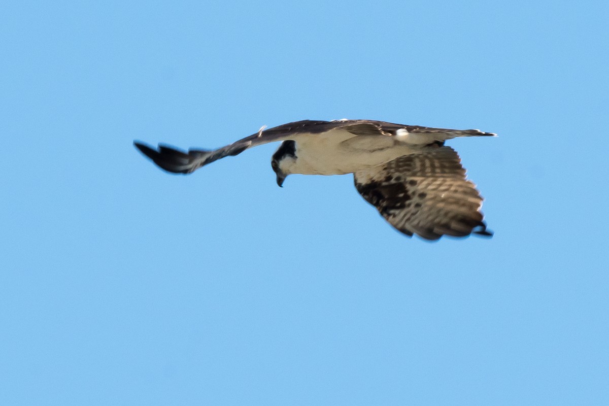 Águila Pescadora - ML141718631