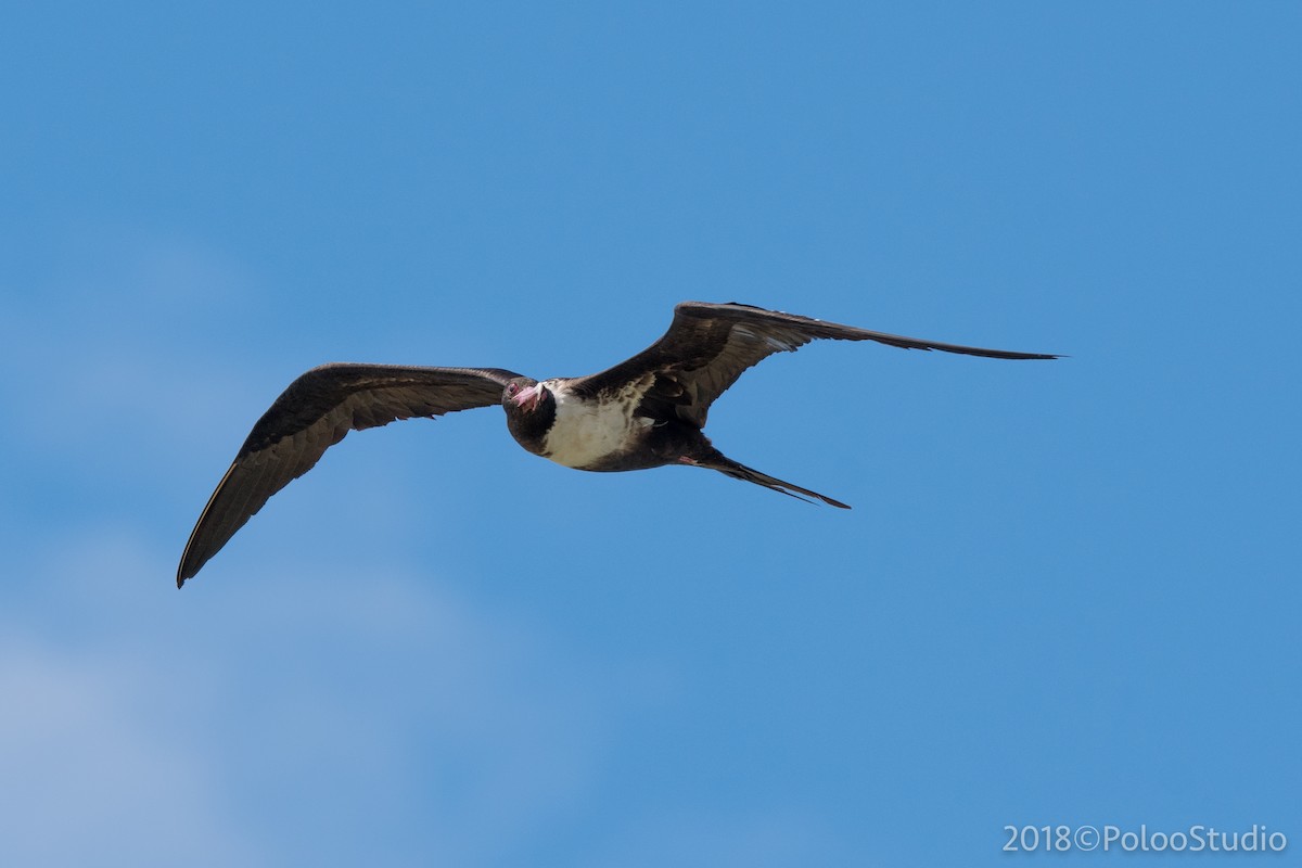 Lesser Frigatebird - ML141718641