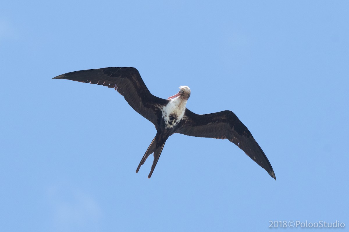 Lesser Frigatebird - ML141718661