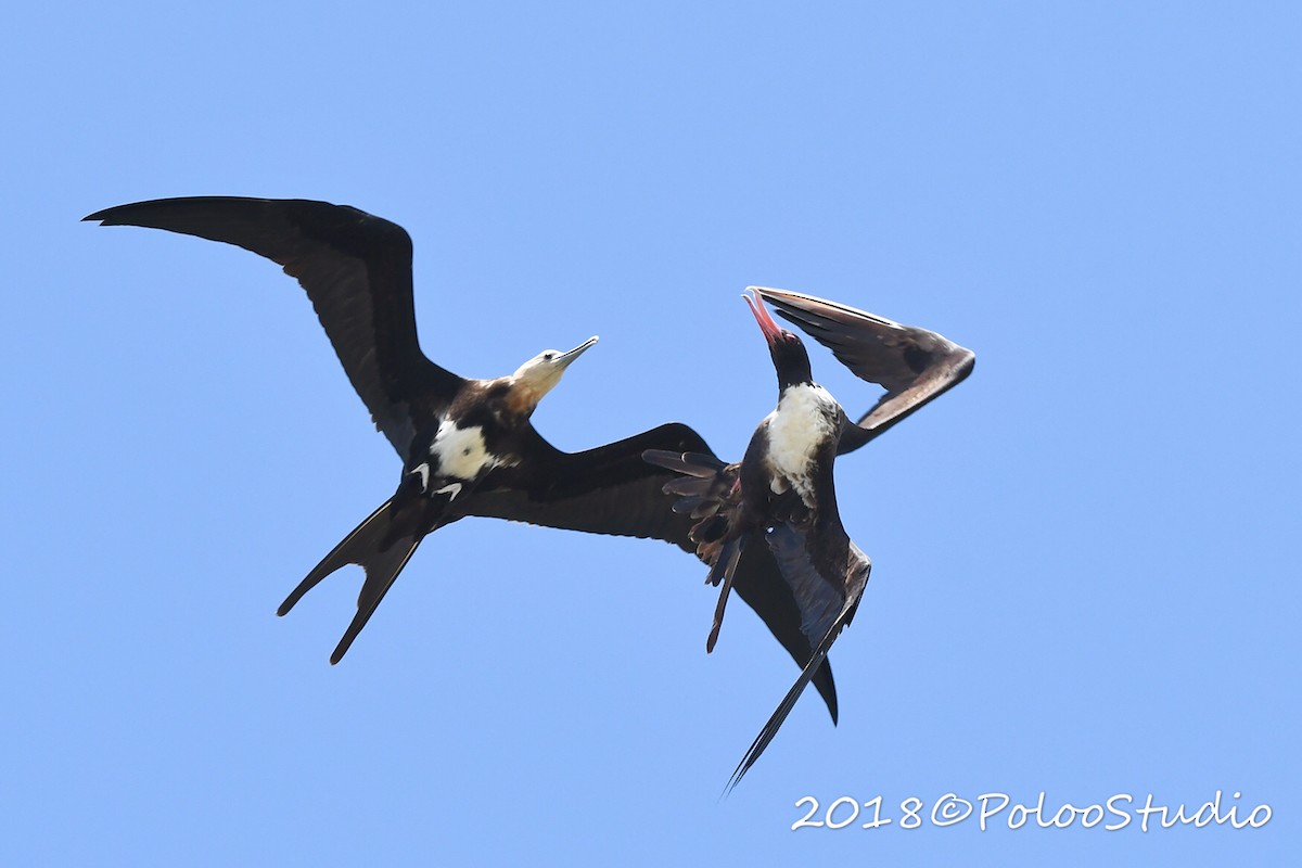 Lesser Frigatebird - ML141718701