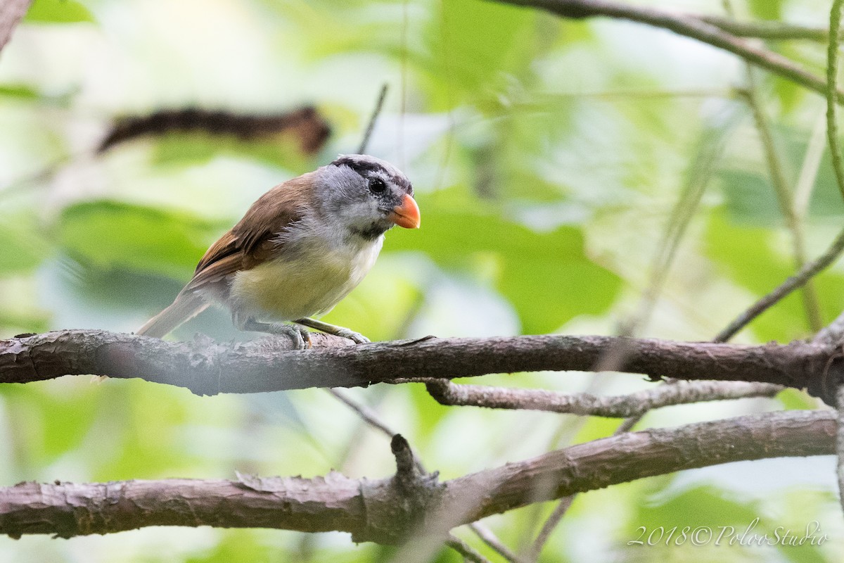 Gray-headed Parrotbill - ML141719071